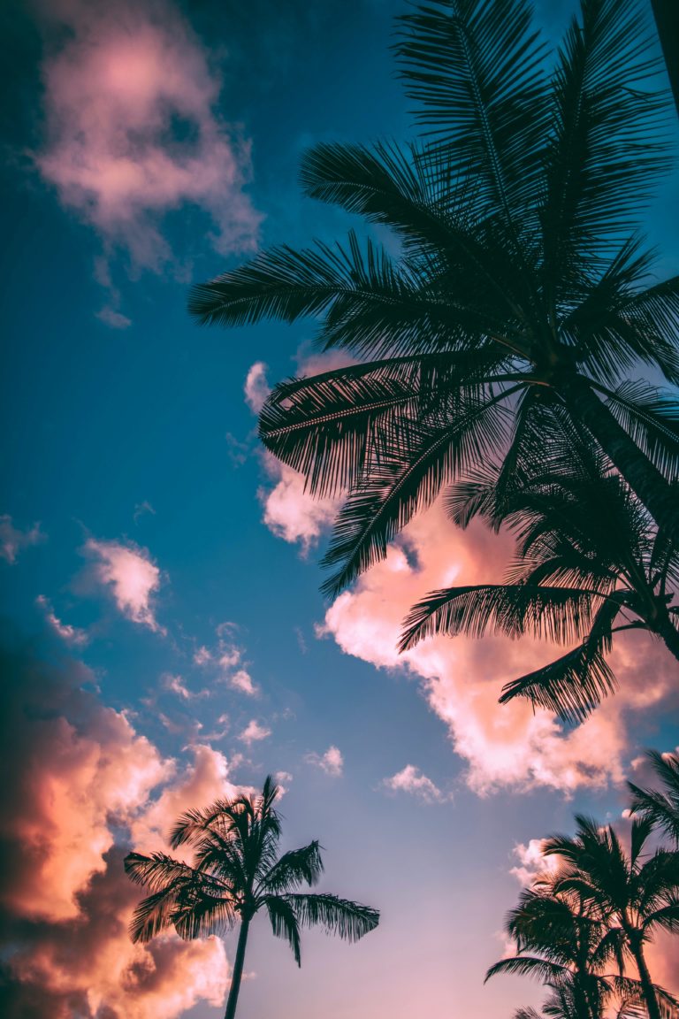 low-angle photograph of palm trees
